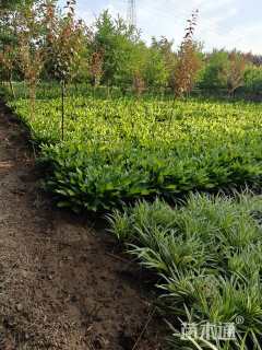 高度30厘米玉簪