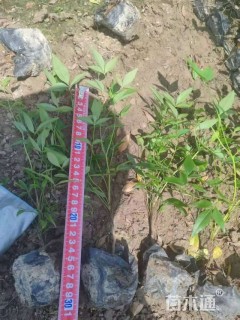 高度40厘米南天竹