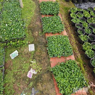 高度10厘米肾叶堇