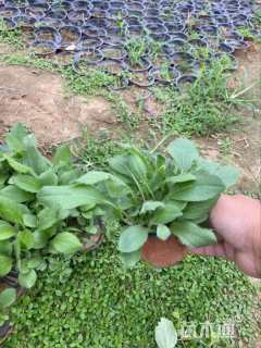 高度20厘米无毛叶风毛菊