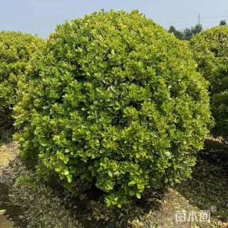 冠幅300厘米金边黄杨球