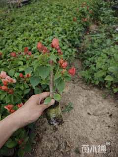 高度25厘米红花三角梅