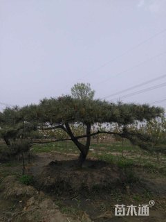 上车价
造型油松