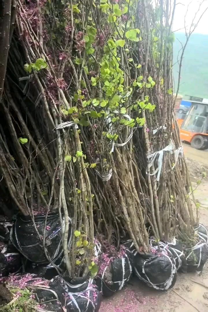 高度250厘米丛生紫荆