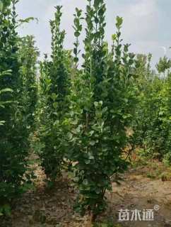 高度200厘米北海道黄杨