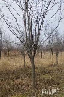 10公分北美海棠