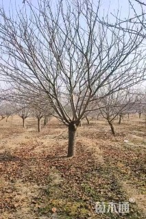 10公分日本晚樱