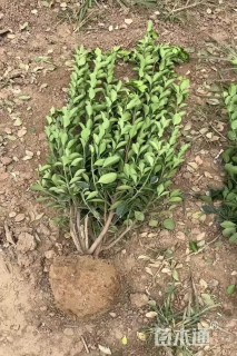 高度60厘米大叶黄杨