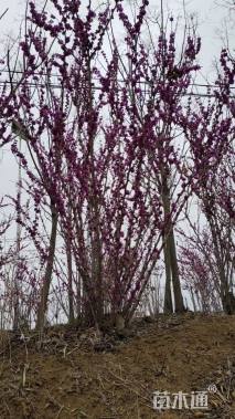 高度250厘米紫荆