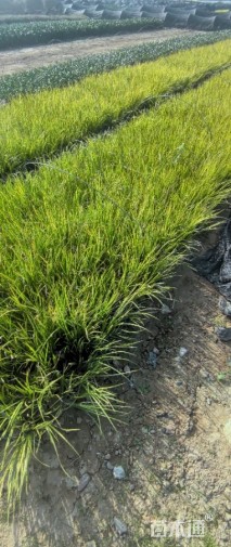 高度22厘米金叶石菖蒲