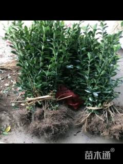 高度50厘米大叶黄杨小苗