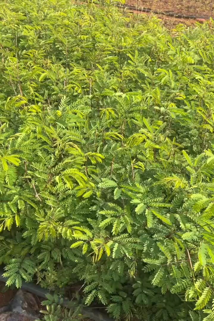 0.2公分合欢