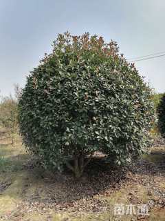 冠幅400厘米红叶石楠球