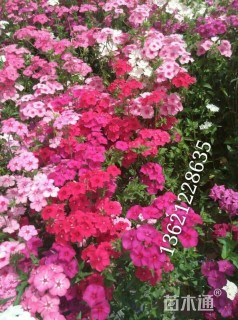 福禄考福禄考种子