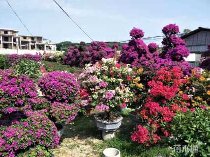 冠幅100厘米三角梅球