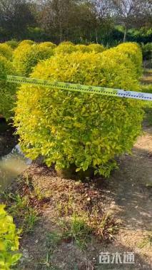 冠幅120厘米金边假连翘球