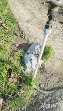 高度30厘米常绿萱草