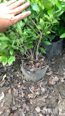 高度50厘米金森女贞