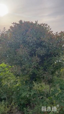 14公分红叶石楠