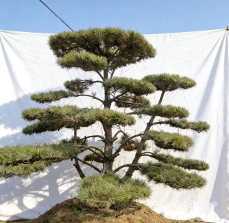 造型迎客松