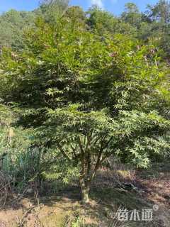 高度2.5厘米三季红红枫