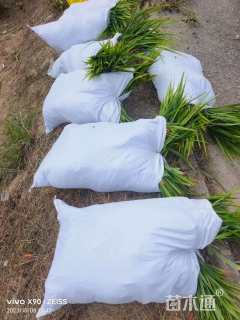 高度30厘米吉祥草