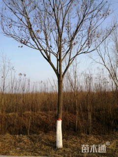 15公分栾树