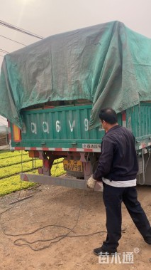 高度30厘米红叶甜菜