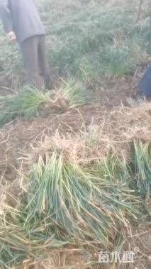 高度20厘米麦冬