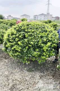 冠幅150厘米金森女贞球