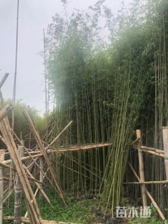地栽苗刚竹
