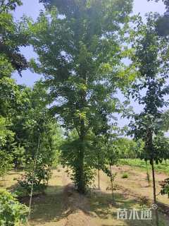 20公分美国红枫-红冠