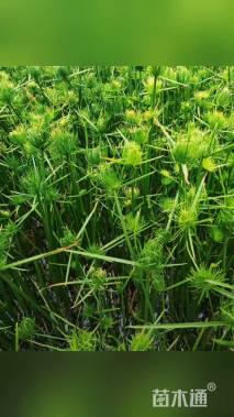 高度25厘米纸莎草