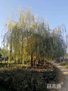 30公分西湖垂柳