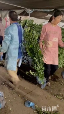 高度95厘米大叶黄杨