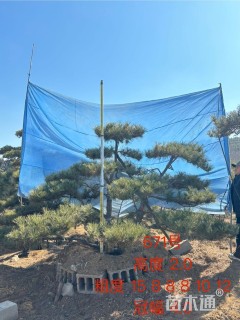 15公分造型松