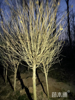 高度200厘米木槿