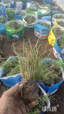 高度10厘米小兔子狼尾草