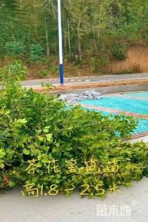 高度250厘米茶花