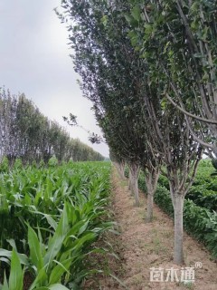 14公分西府海棠