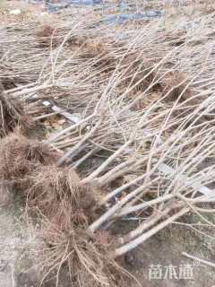 高度2000厘米大樱桃