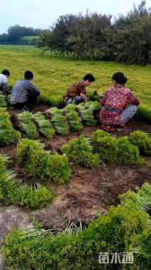 高度20厘米三七景天