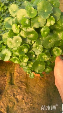 高度15厘米铜钱草