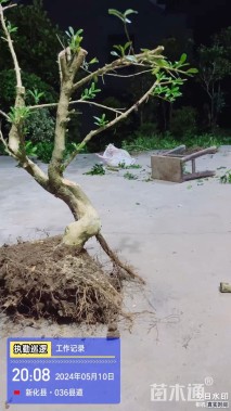 精品小叶黄洋
