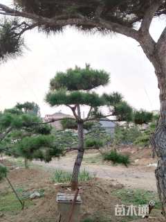 18公分造型油松