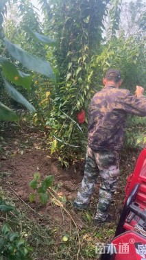 高度250厘米丛生蜡梅