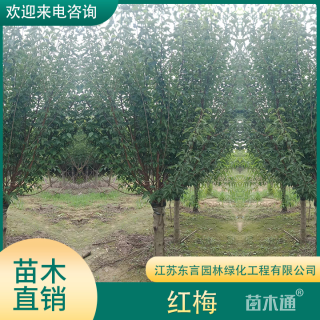 5公分红梅