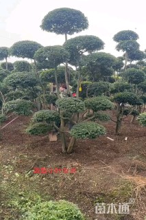 18公分造型亮晶女贞