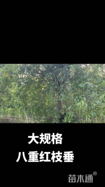 15公分染井吉野樱