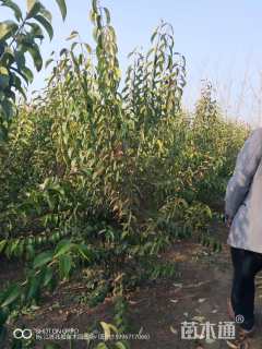 高度300厘米丛生蜡梅